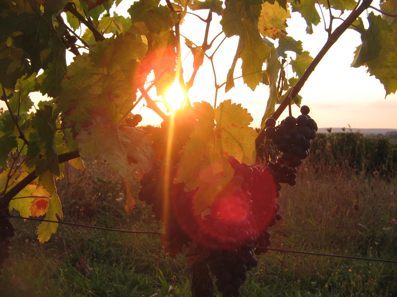 Lam Delisle Boucard LES VENDANGES C EST POUR QUAND